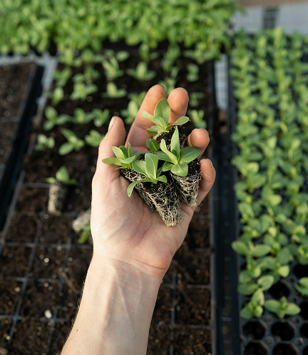why choose greenwave